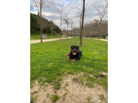 1 yaşında rottweiler nacar arex