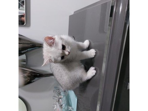 British shorthair 45 günlük yavrular ve şecereli anne