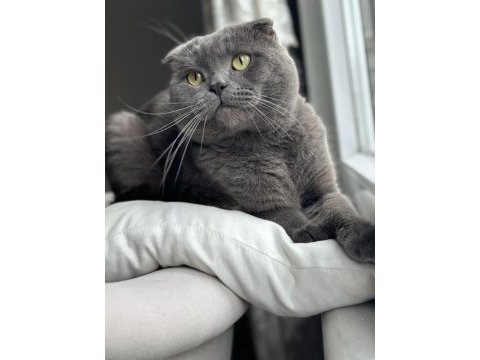 Ücretsiz scottish fold