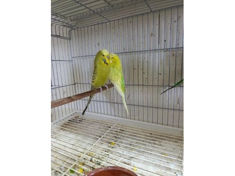 Jumbo muhabbet kuşları 2 çift
