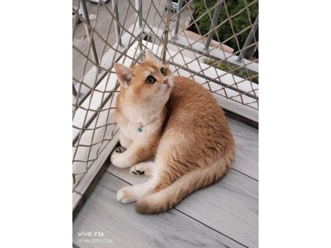 British shorthair altın kız