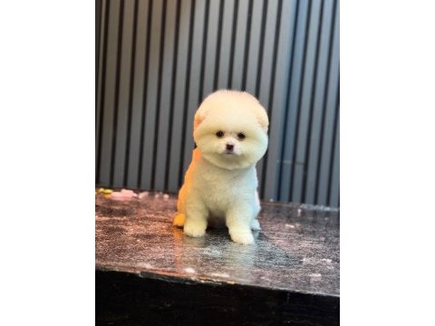 Yavru pomeranian boo köpeklerimiz