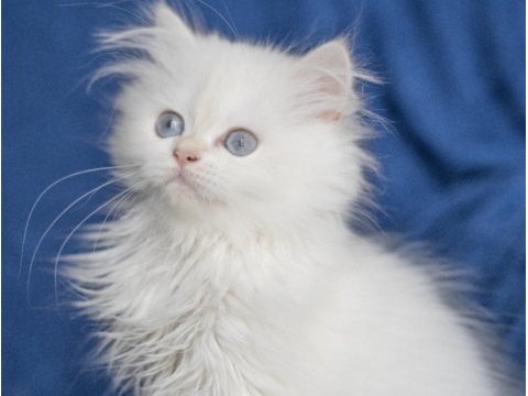 British longhair ny 33 dişi