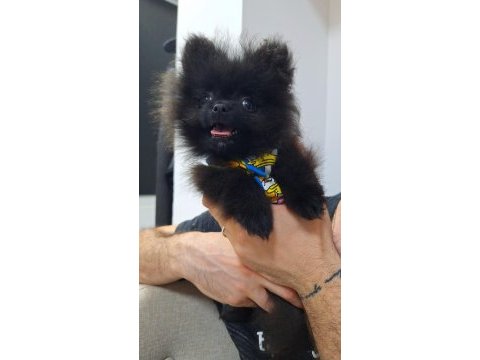 Türkiyede esı benzerı olmayan minyatür pomeranian!