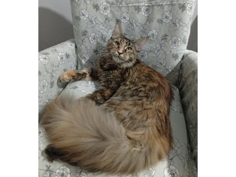 Çok güzel tortie dişi maine coon uygun