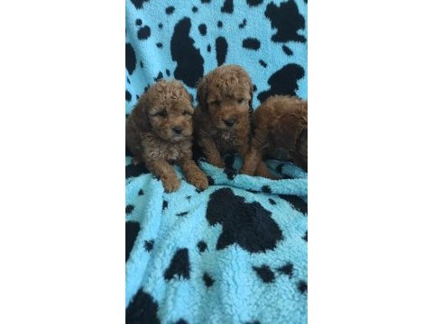 Toy poodle kalitesinde maltipoo yavruları 
