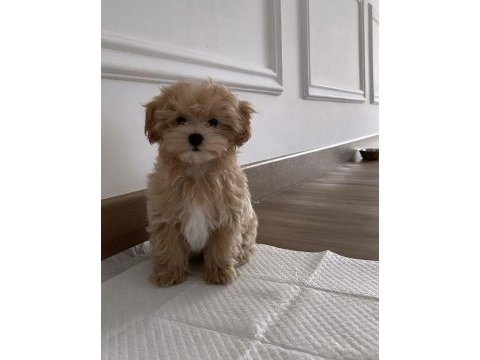 Maltipoo puppies
