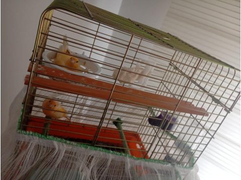 Kuluçkada yavru beren muayer çift portakal kanarya