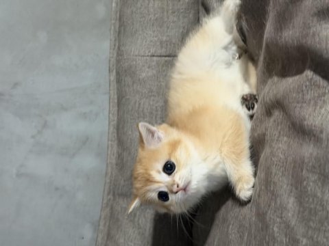 British golden