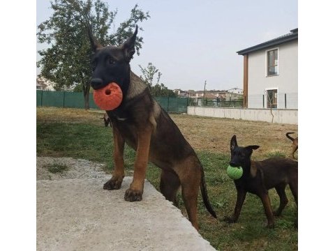 Saf kan fcı kıf şecereli malinois yavrularım