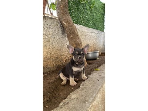 A kalite french bulldog
