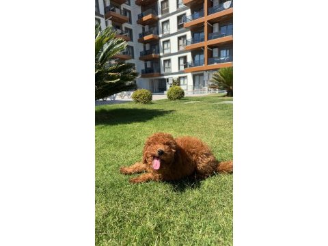 4 aylık toy poodle