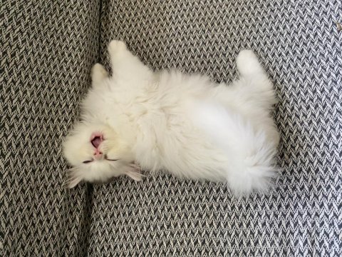 Beyaz british longhair