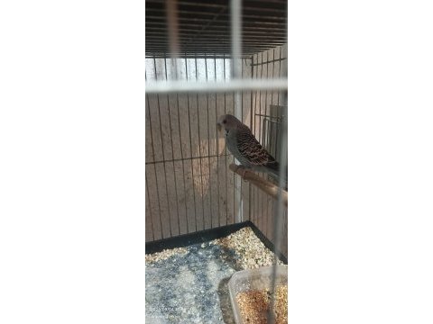 Uygun fiyata verilecek muhabbet kuşu gelen alır