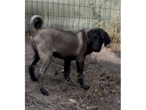 Kangal köpeğimizi sahiplendiriyoruz