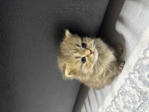 Tatlı kedimiz 25 günlük british longhair dişi