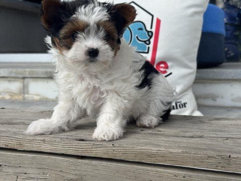 Ankarada yasal ruhsatlı çiftlikden morkie yavrumuz