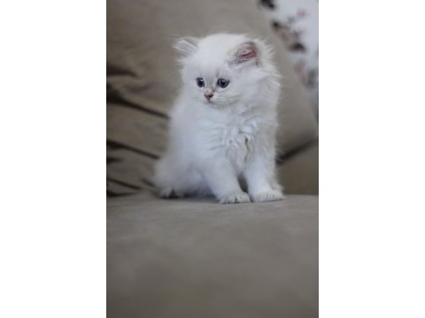 Anne baba şecereli tam bir asilzade british longhair