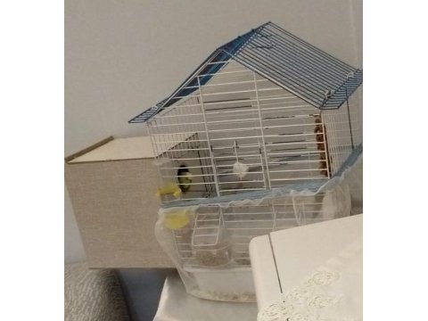 Evde üretim yeni yavrular