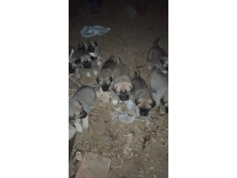 Kangal sivasdan alınır kalite ayı boğanlar