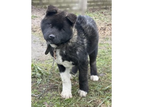 Amerikan akita safkan yavrumuz