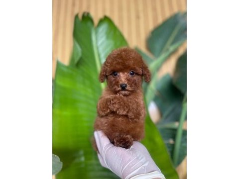 Toy poodle bebek köpekler referans yavru