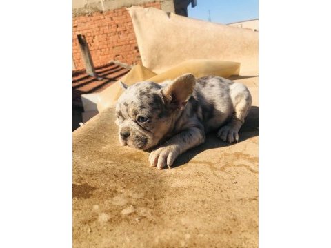 French bulldog köpeği