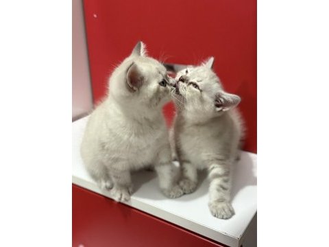 Uyguna lynx british shorthair yavrularımız