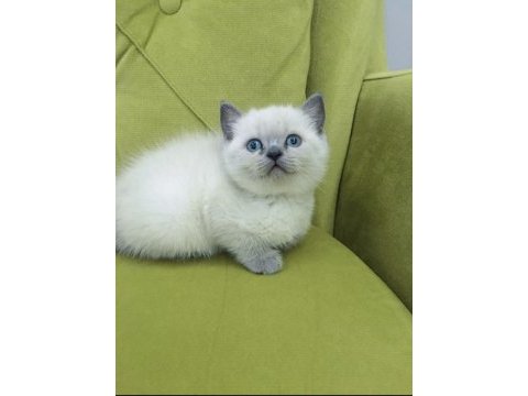 A kalite bluepoint linx point british bebekler