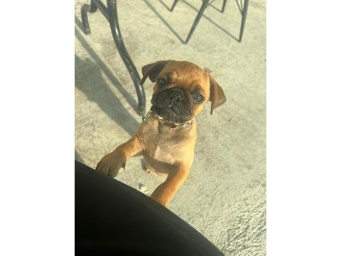 Pug yavru üsküdar