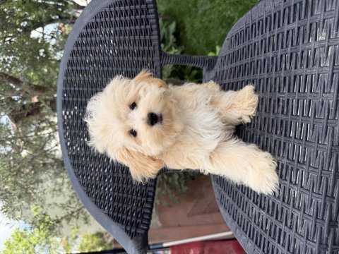 Mini maltipoo yavru