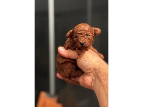 Baba kore anne toy red brown dişi poodle yavrular