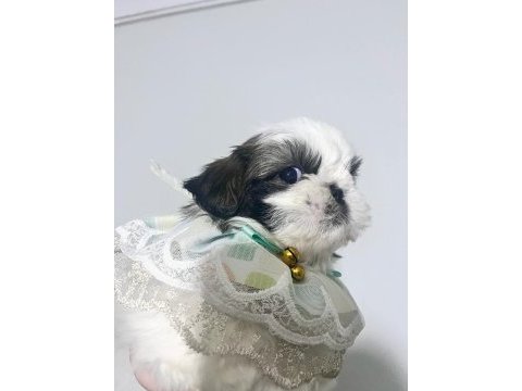 Safkan shih -tzu yavru köpekler