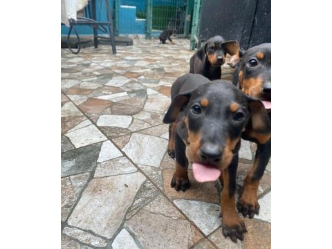 Dobermanlar