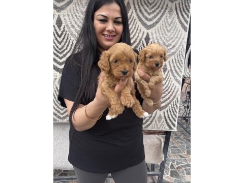 Ufacık maltipoo yavrularım