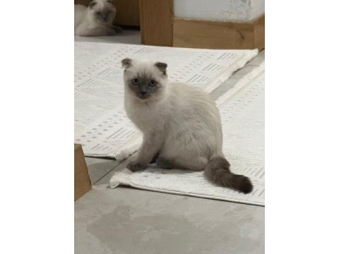 Safkan şecereli scottish fold blue point