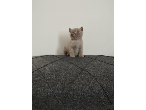 Sevimli british shorthair yavrularımız yeni yuvasını arıyor