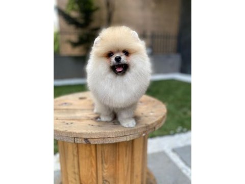 Ayı surat tecaup kore pomeranian yavrum