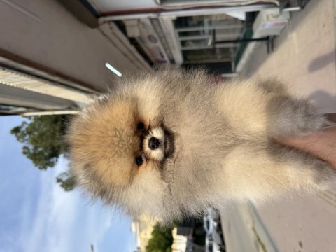 Gülen surat ayıcık pomeranian boo