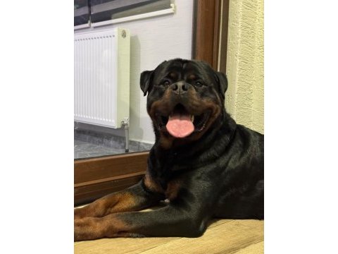 Tecrübeli aileler için asil ve sadık rottweiler yavrular