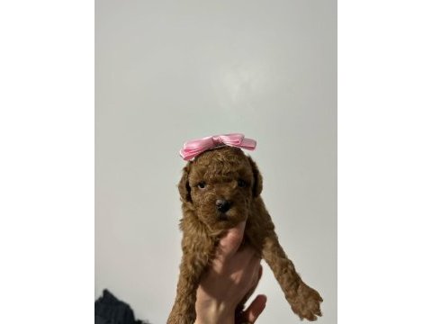 Kore saf kan toy poodle dişi