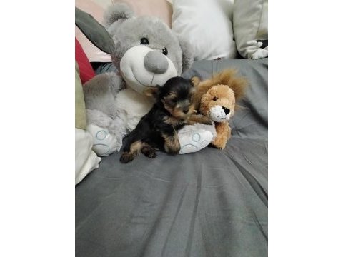 Erkek yorkshire terrier yavrular