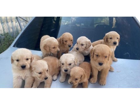 Golden retriever yavrular ırk sağlık garantili