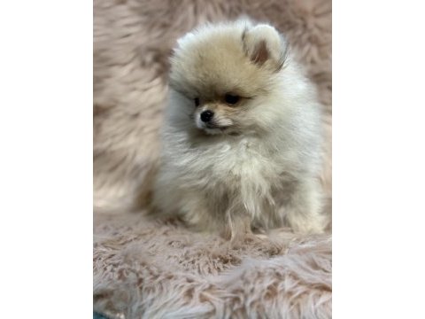Ukrayna girişli orjinal pomeranian boo