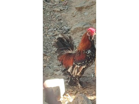 İspenç horozu