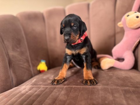 Doberman yavrularımız rezerveye açılmıştır