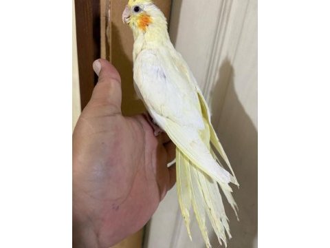 46 günlük lutino bebek sultan papağanı