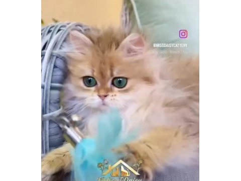 Muhteşem longhair kızlar
