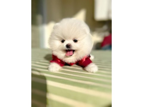 1 yaşında pomeranian boo sahibini arıyor