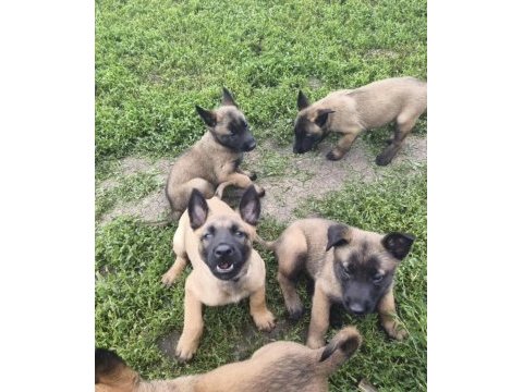 Köpeklerimiz sevgi dolu yuvalarına hazır